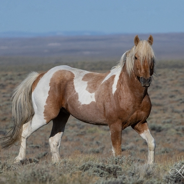 Brown and white paint horse standing on hillside with desert landscape background
