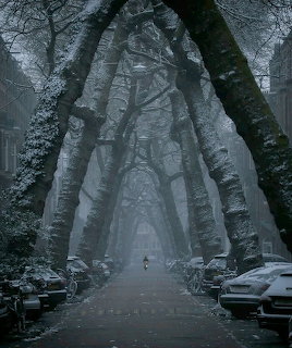Foggy street under snow-covered arching trees with parked cars on both sides