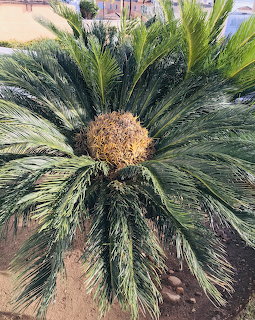 Cycas Revoluta Sago Palm