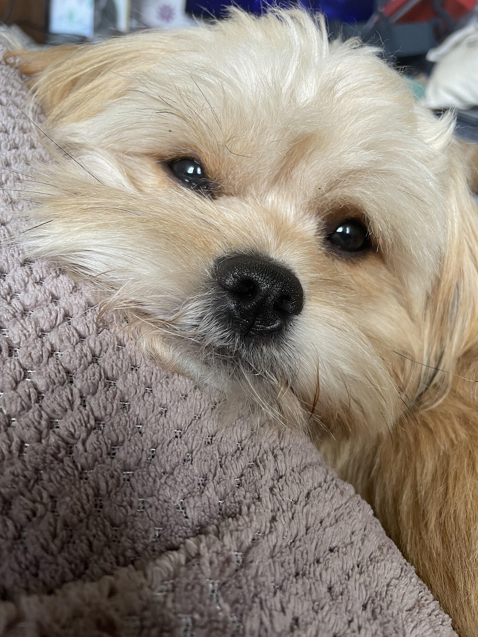 Close-up of a small fluffy white dog with tan ears lying on a gray blanket