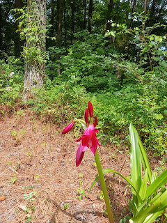 Red Garden Gladiolus