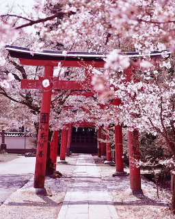 Red torii gate framed by pink cherry blossoms at Japanese shrine entrance with stone path