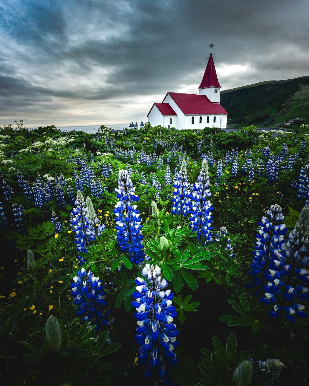 White church with red steeple among blooming blue lupine flowers in Iceland countryside under stormy clouds