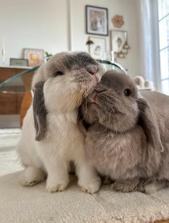 Two cuddling lop-eared rabbits sitting on a carpet indoors