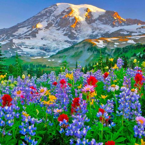 Mt. Rainier Wildflower Meadow