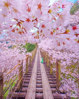 Wooden bridge framed by cherry blossom trees with pink petals falling