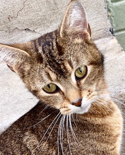Tabby Cat Portrait