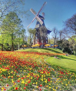 Colorful tulip field with red, yellow, and orange flowers in front of a tall windmill and trees