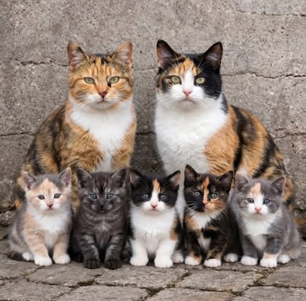 Two adult calico cats with five kittens sitting on stone steps against a concrete wall.
