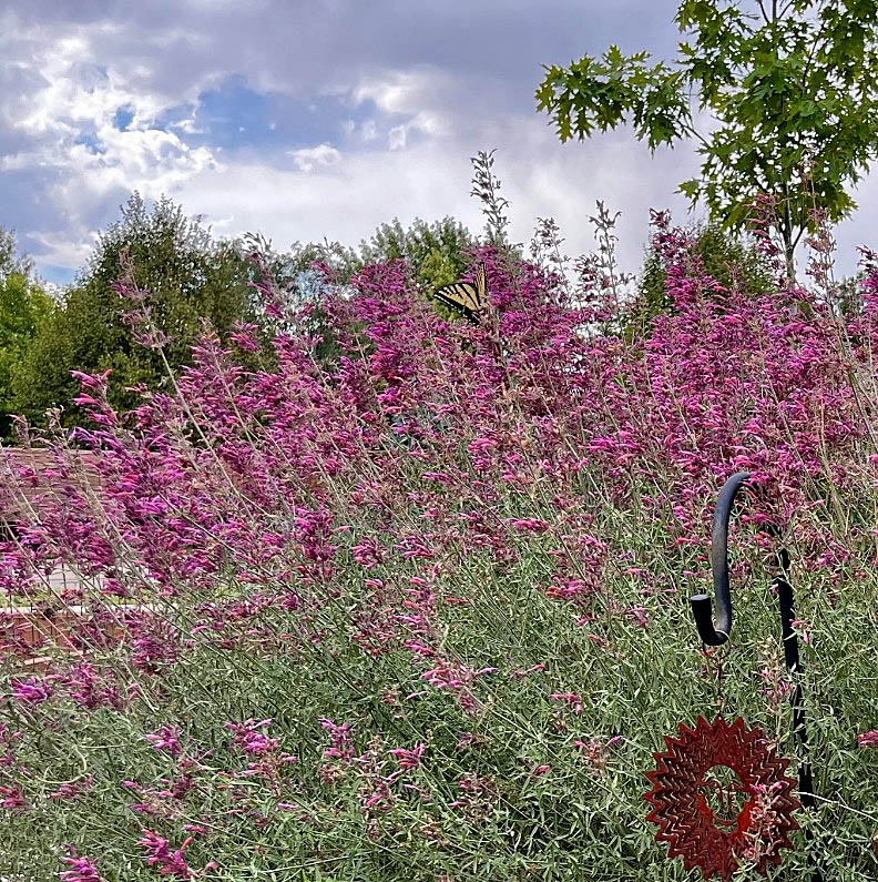 Pink agastache flowers in a garden bed beneath a cloudy sky