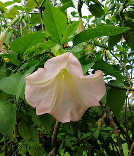 Angel Trumpet Flower