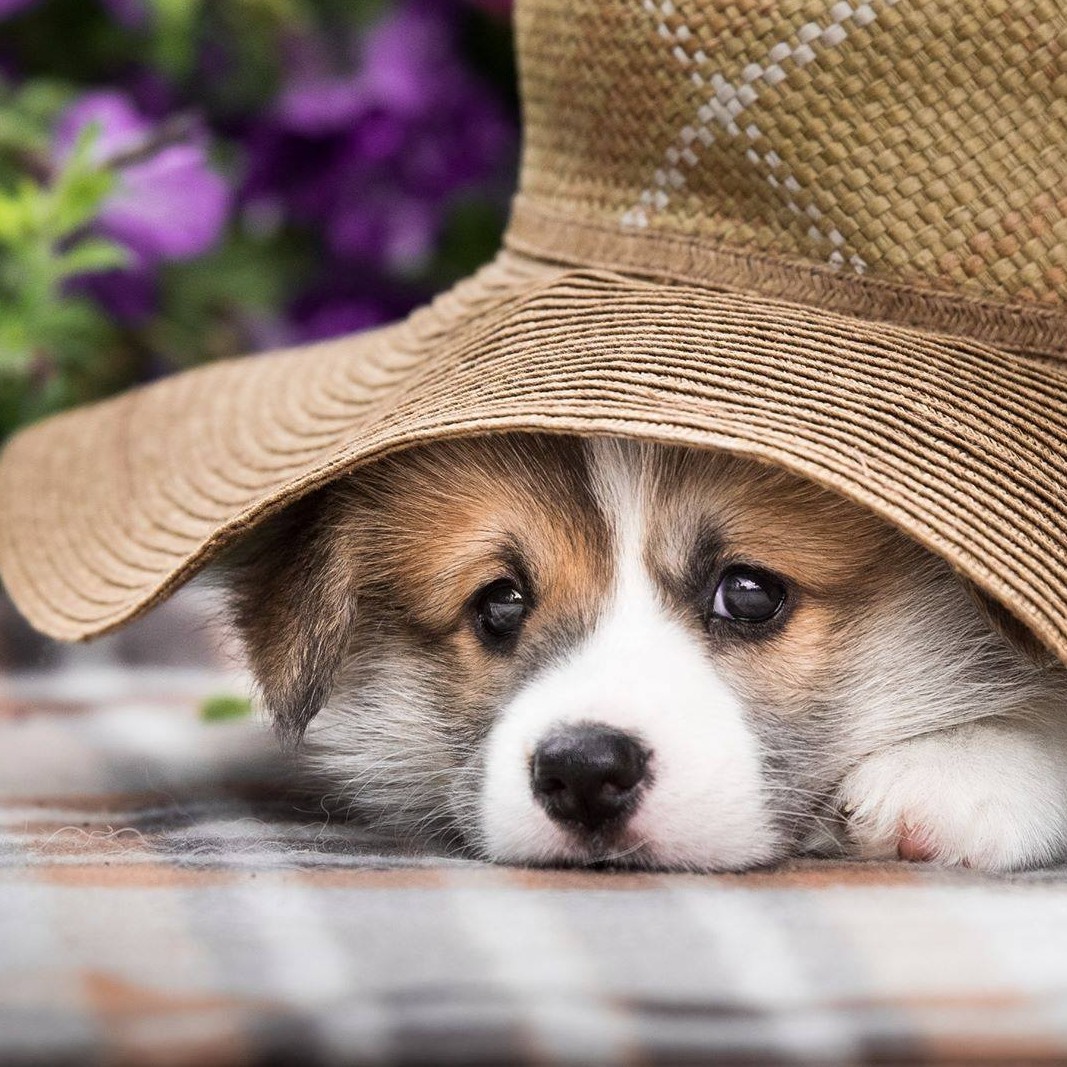 Close-up of a corgi puppy lying down under an oversized straw hat