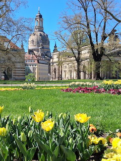 Tulips in a grassy park with historic Dresden buildings and trees beneath a blue sky