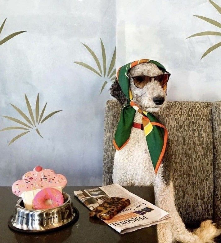 Pucci Dog in Sunglasses