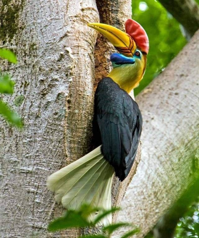 Rhinoceros hornbill perched on a tree trunk with a yellow bill, red casque, and white tail
