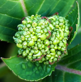 Macro view of a green hydrangea bud cluster with surrounding leaves