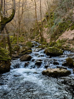 Creek flowing over mossy rocks through a bare forest with thin trees