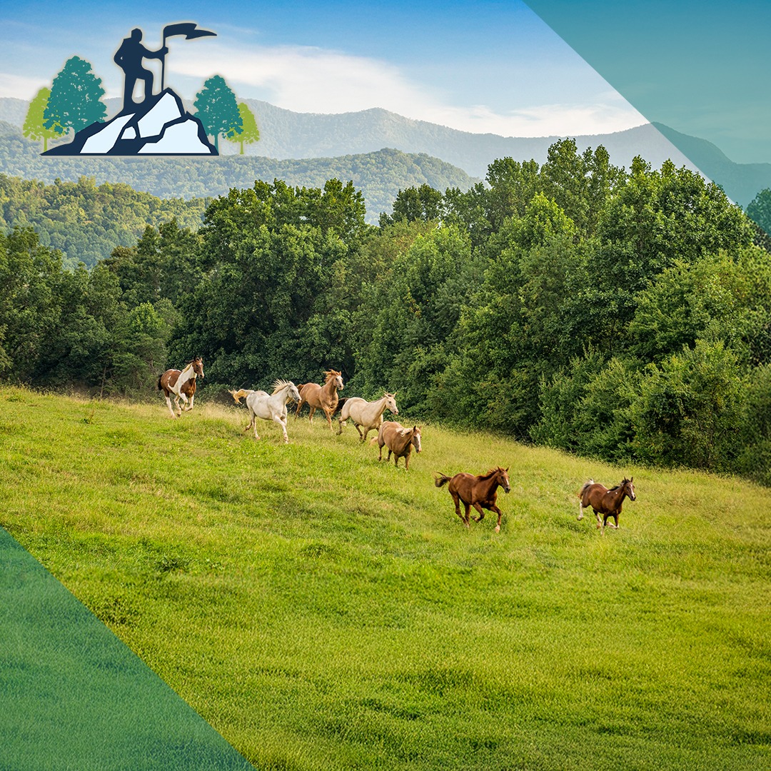 Horses grazing on a green hillside with trees and mountains in the background