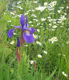 Purple-blue iris flower bloming among white daisies in a green garden