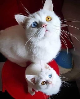 Two white cats with different colored eyes looking upward, one eye blue and one amber on each cat