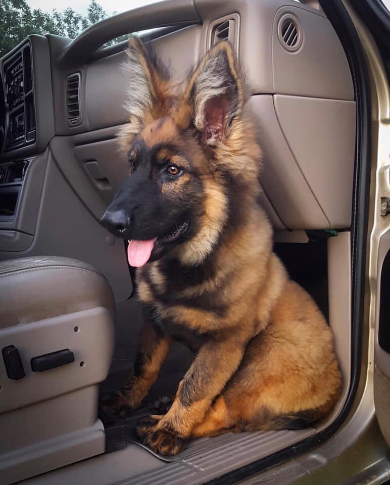 German Shepherd puppy sitting in car driver's seat with tongue out