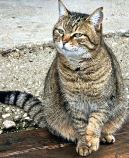Brown tabby cat with green eyes sitting on wooden surface outdoors
