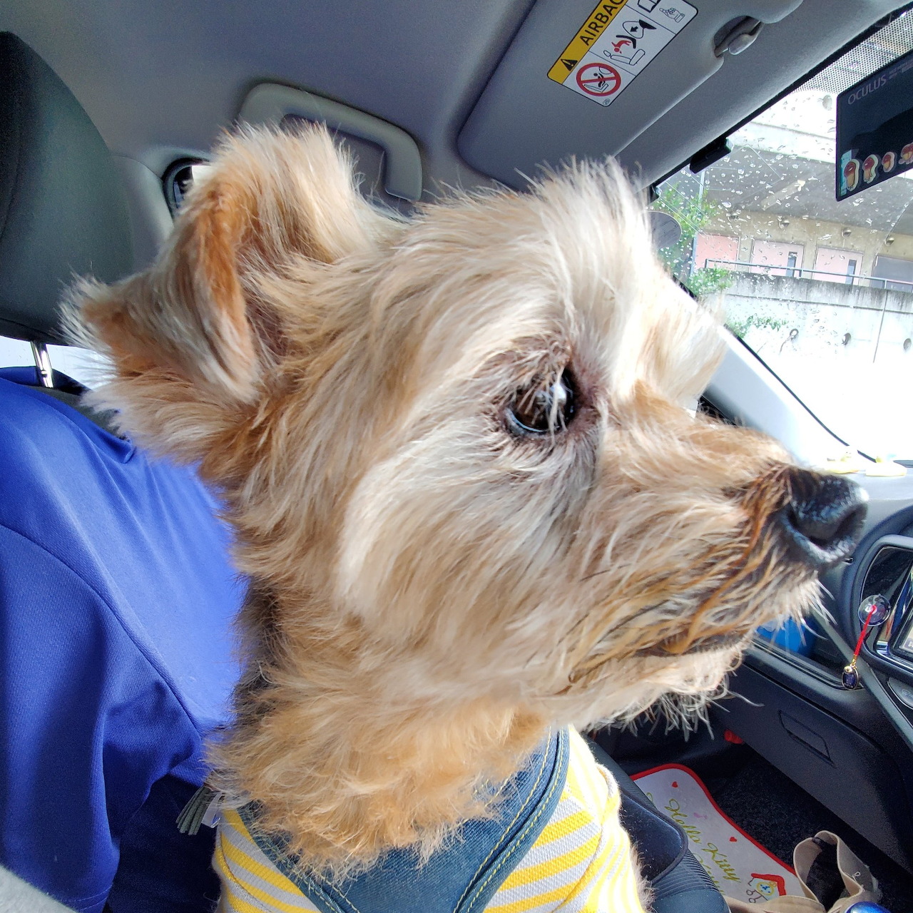 Small fluffy terrier dog in profile sitting in car wearing striped clothing