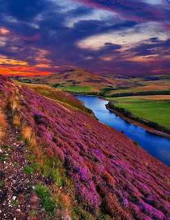 Pentland Hills Scotland Heather