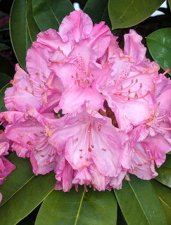 Close-up of a pink rhododendron flower cluster with ruffled petals against green foliage