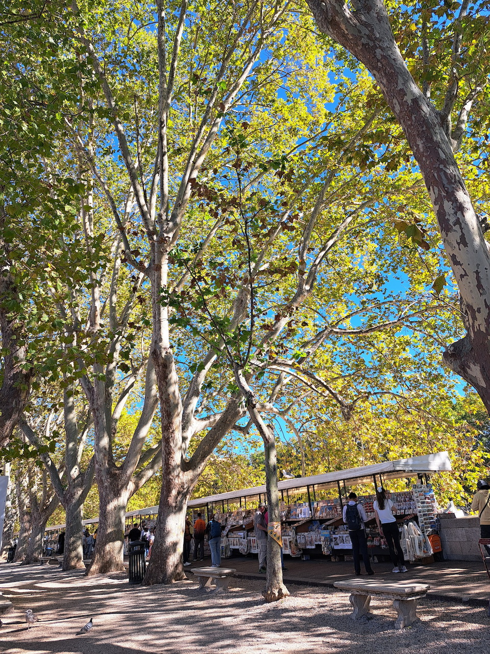 Sunlit walkway lined with tall trees showing yellow-green autumn leaves beside a small building