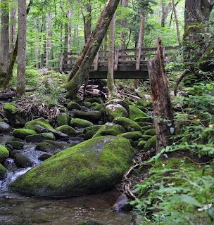 Forest creek with mossy rocks and a wooden footbridge among tall trees