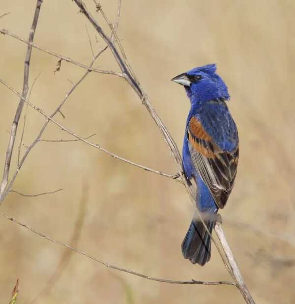 Blue grosbeak bird with vibrant blue feathers and rust wing markings perched on a slender branch