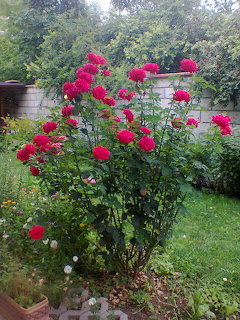 Red Roses Garden