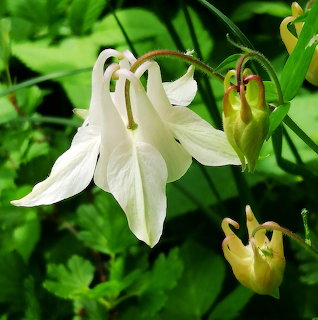 White columbine flower with curved spurs and buds on green leafy background