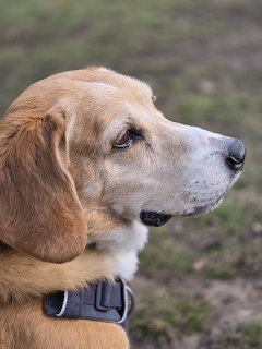 Golden Retriever Profile