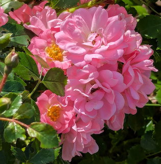 Close-up of blooming pink roses with yellow stamens and green leaves