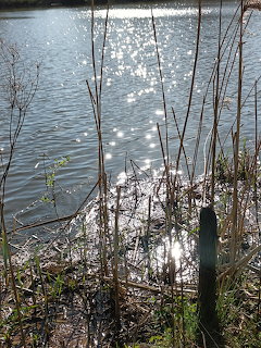 Sunlight reflecting on rippling water beside tall reeds at the shore