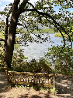 Wooden bench under trees overlooking a lake on a sunny day