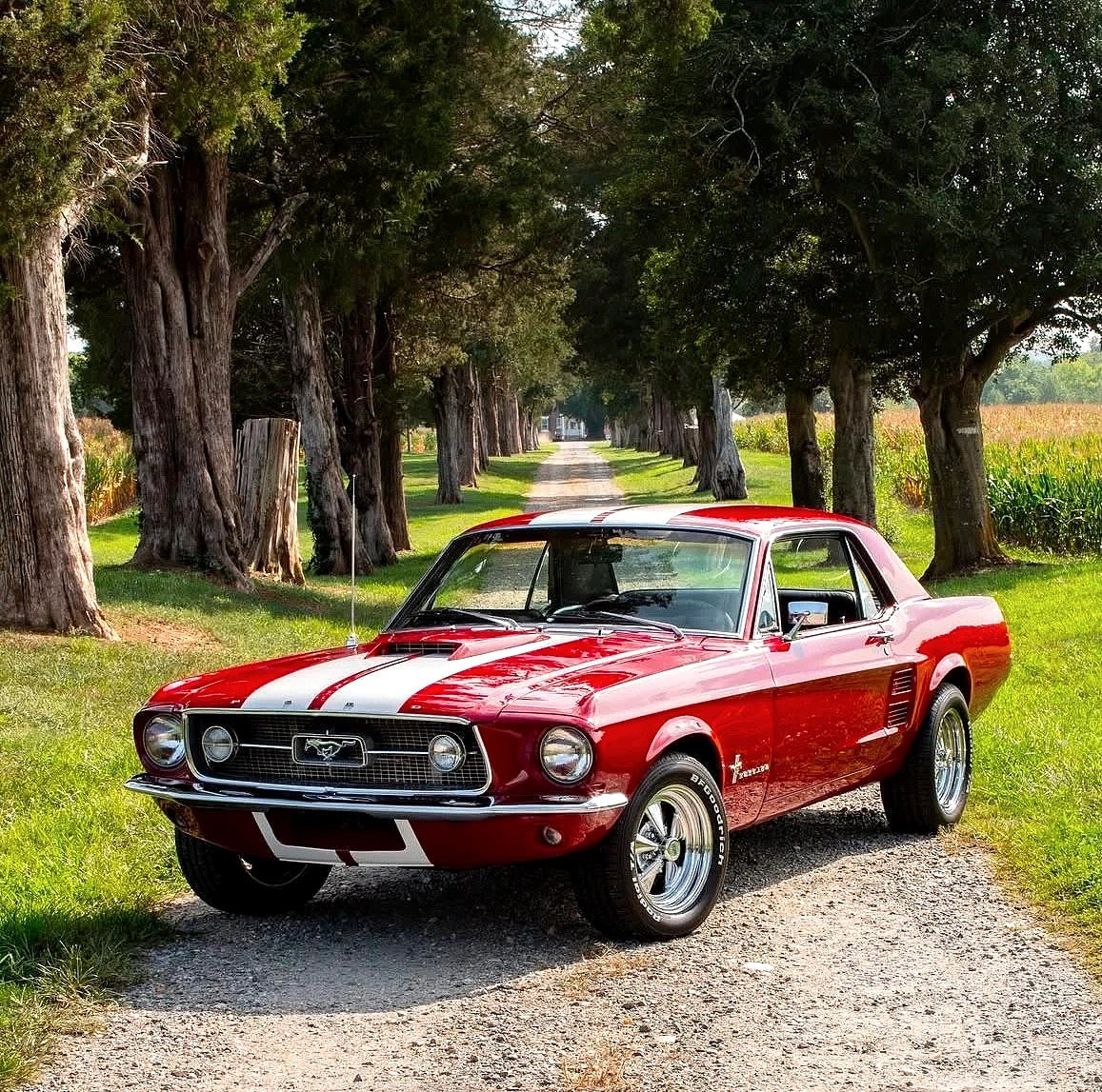 Red and white 1967 Ford Mustang fastback on tree-lined gravel driveway