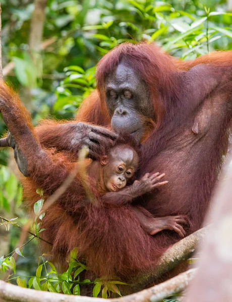 Mother orangutan holding her baby in a green forest setting