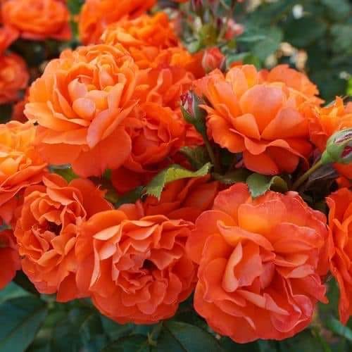 Close-up of several bright orange roses with green leaves