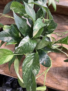 Variegated House Plant