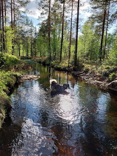 Alaskan Malamute Bathing in Forest Stream
