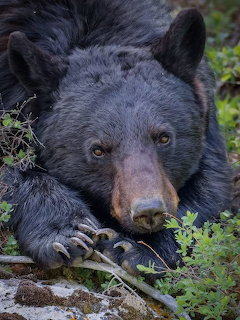 Close-up of a black bear lying on the ground among green plants and rocks.