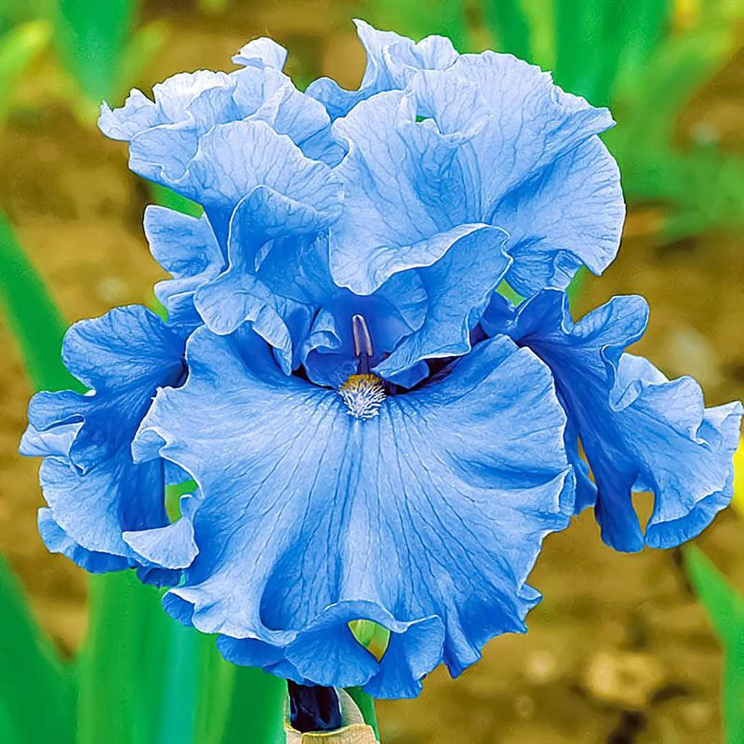 Vibrant blue iris flower with ruffled petals in full bloom