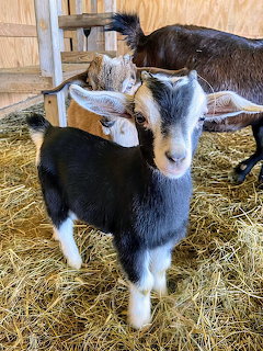 Baby Goat in Barn