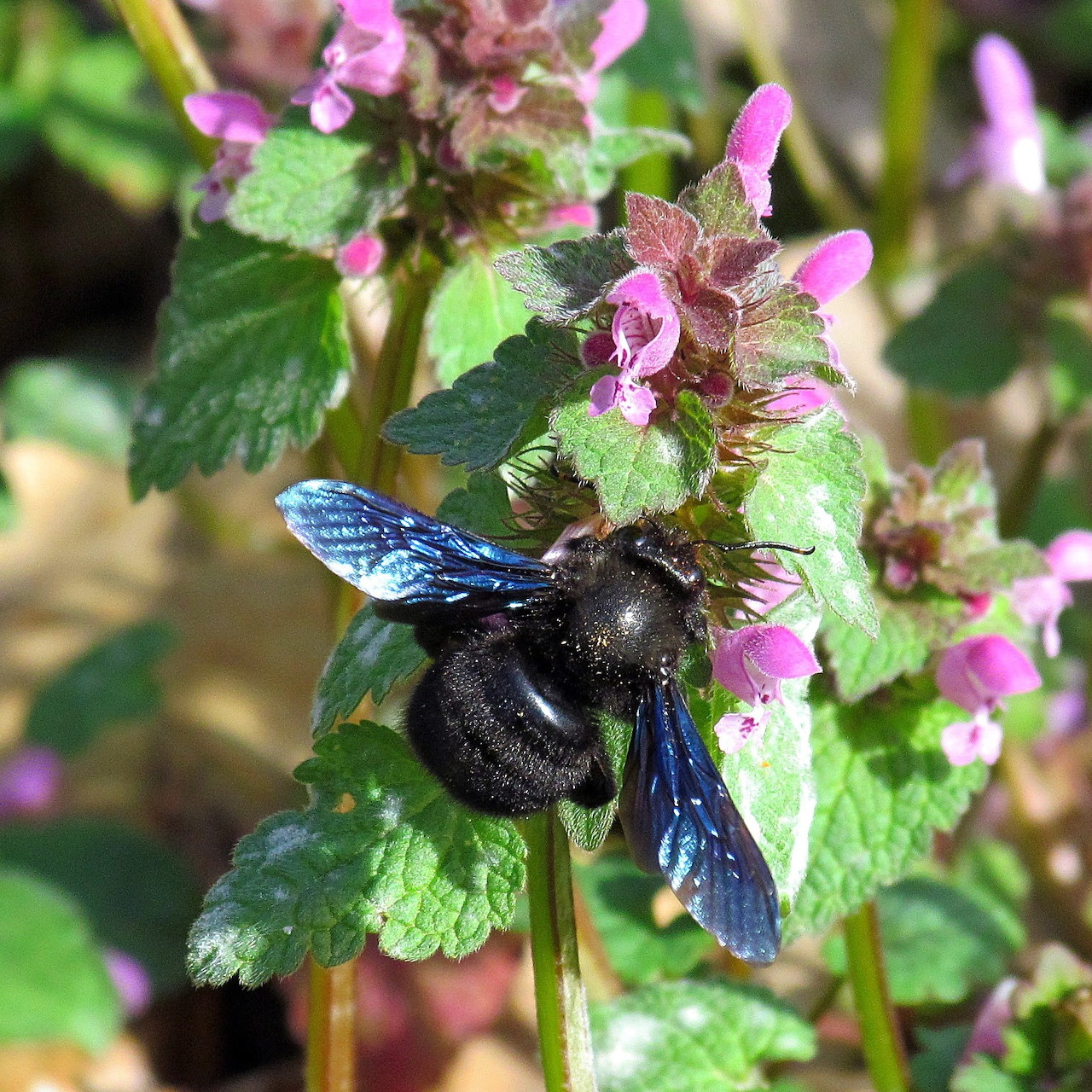 Carpenter Bee on Flowers