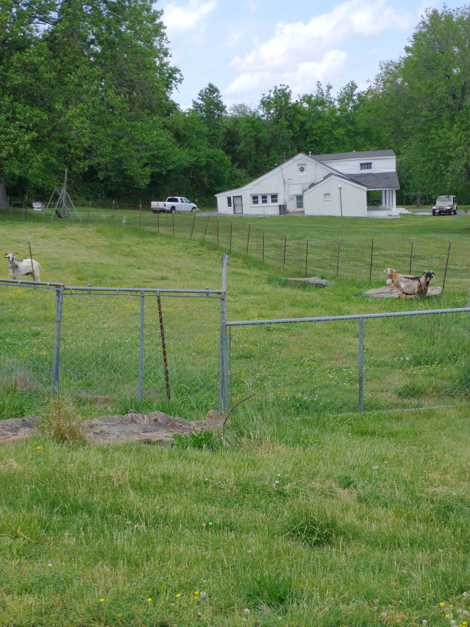 Goats in Rural Pasture
