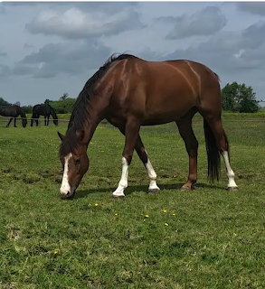 Brown Horse Grazing in Pasture