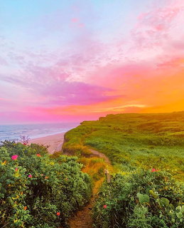 Coastal trail through green shrubs beside the ocean under a pink and orange sunset sky